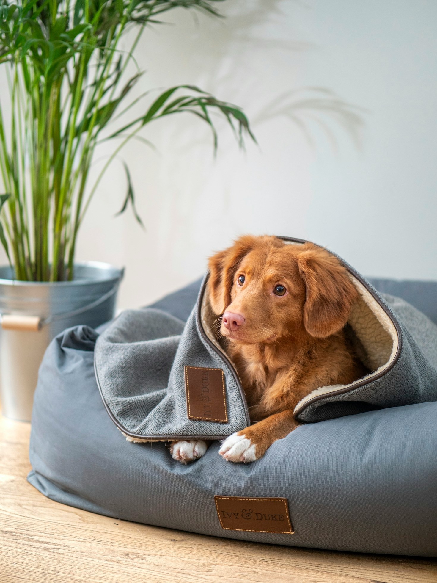 Como Escolher a Ração Ideal para Seu Pet