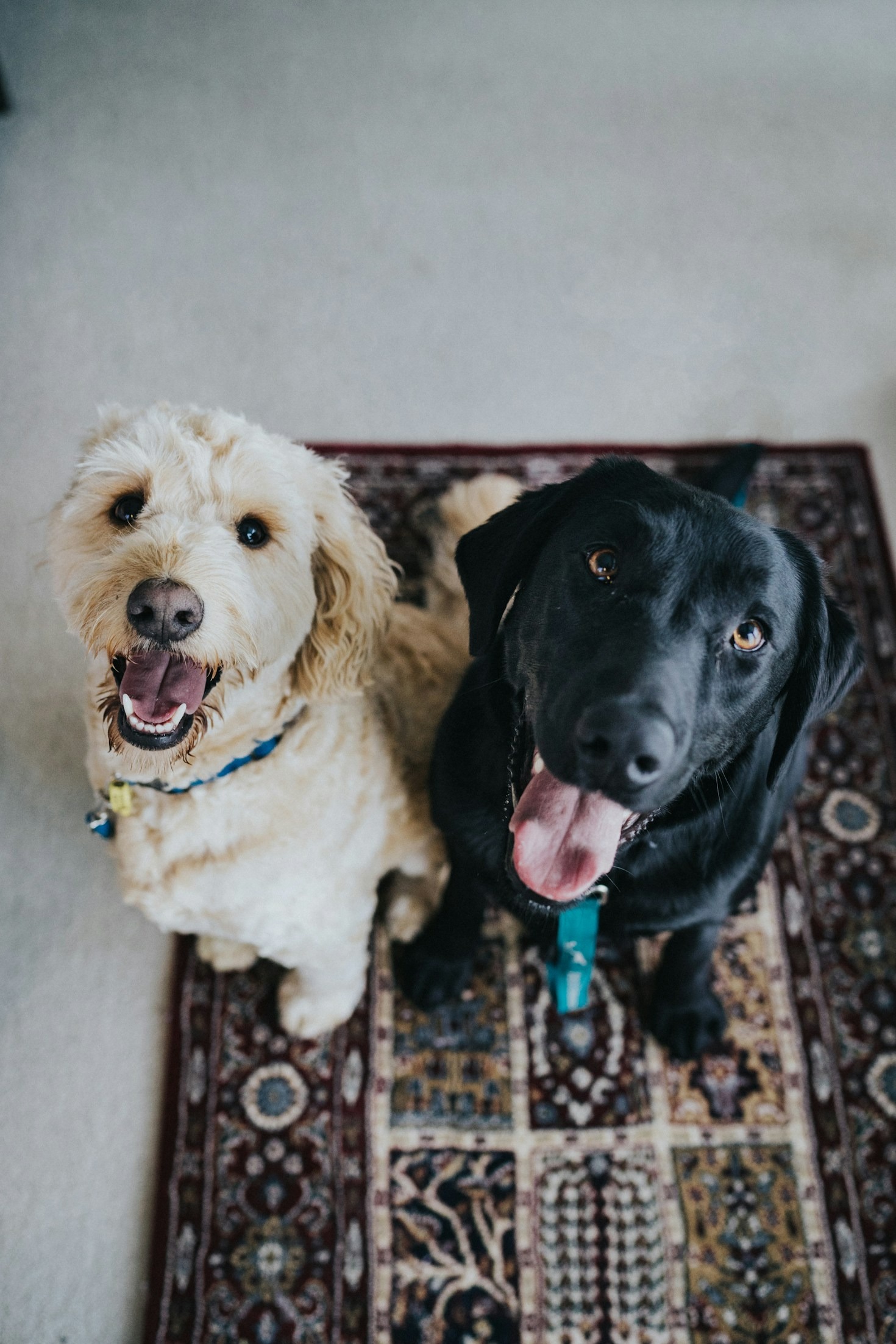 Dicas para Manter Seu Cachorro Ativo e Saudável